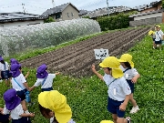 芋畑に行きました