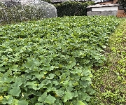 お芋掘り☆
